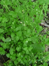 chickweed-picture