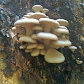 oyster-mushrooms-sq-jpg